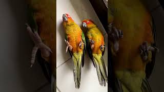 Two Heart-Warming Birds Laying Side by Side on the Ground
