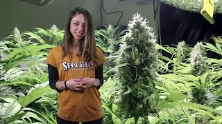 Marihuana Television News 30 - VIAJE Barcelona - Amsterdam