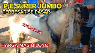 Latest Goat Price Updatethursday April 23 2026 At The Wlingi Goat Market Blitar East Java