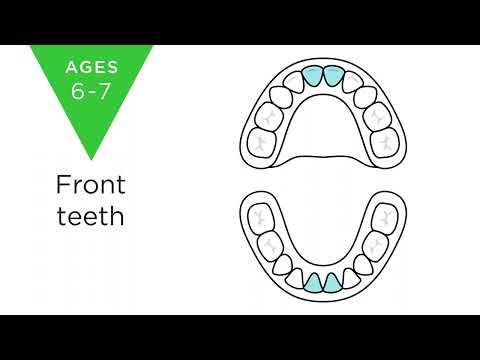 Wideo: W jakim wieku wypadają zęby trzonowe?