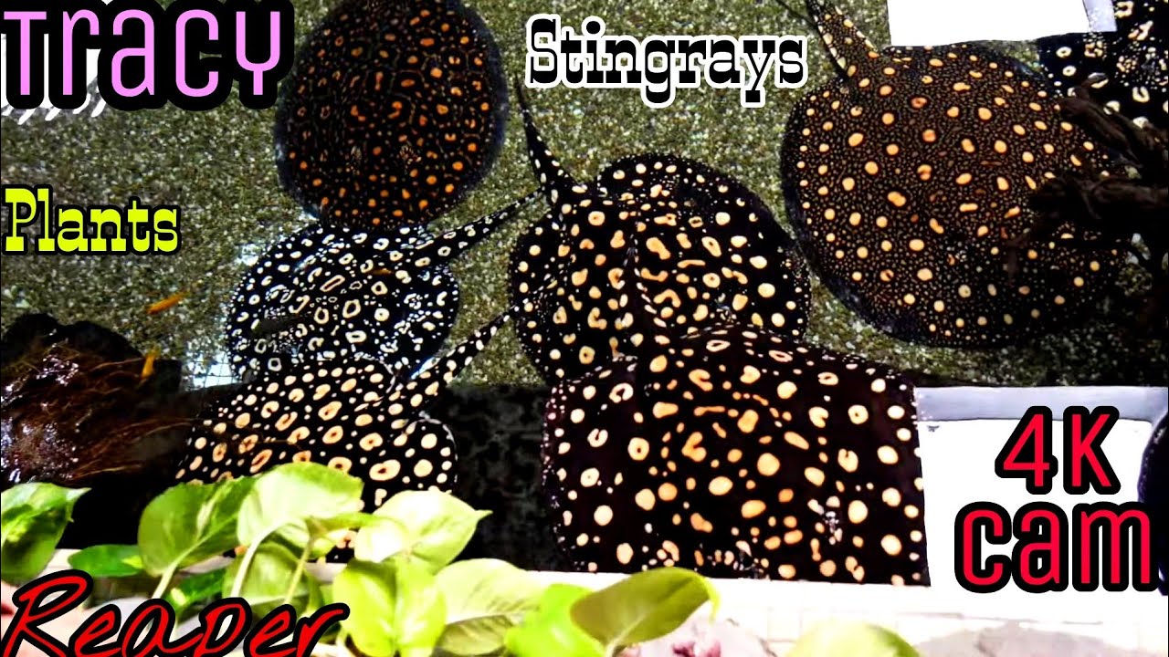 New Cam 4K - Stingrays, Tracy, Reaper, Plants, Fish. all in 1 video at ...