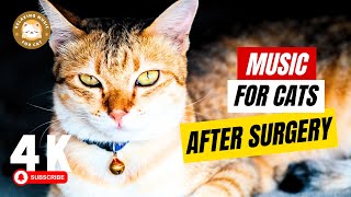 Calming Music for Cats After Surgery 🎵 Relaxing Music for Cat screenshot 3