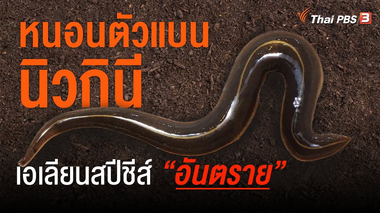 หนอนตัวแบนนิวกินี เอเลียนสปีชีส์อันตรายแค่ไหน ?