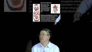 Круги кровообращения \ Вячеслав Дубынин #сосуды #анатомия #биология