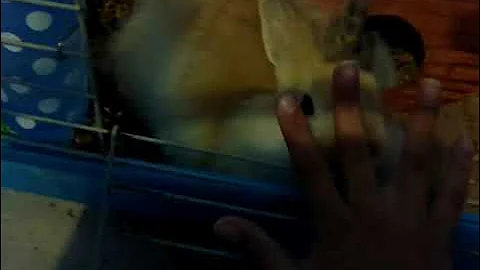 showing my bunny and my puppy its so cute