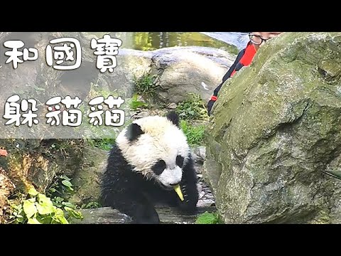 《熊貓早晚安》和國寶躲貓貓 | iPanda熊貓頻道