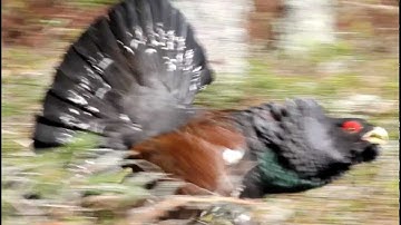 Capercaillie attack