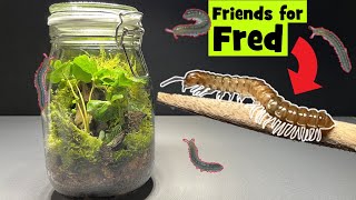 Friends for Fred by glassyGREEN 422 views 10 months ago 4 minutes, 48 seconds