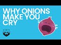 Why Onions Make You Cry