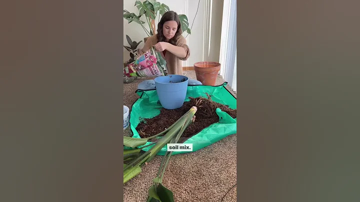 Repotting my Bird of Paradise - DayDayNews