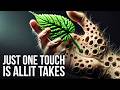 More Dangerous Than You Think Plants That Are Poisonous More Dangerous Than You Think Plants That Are Poisonous