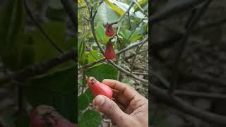 fresh kaju nuts farm fruit viral sorts trending nature freshfruits funny