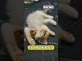 FAKTA KUTU - IKAN HIU - KUCING - LINTAH #faktaunik #faktamenarik #fakta #shortvideo #hewan