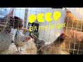Our chickens want out! | Another VLOG #108