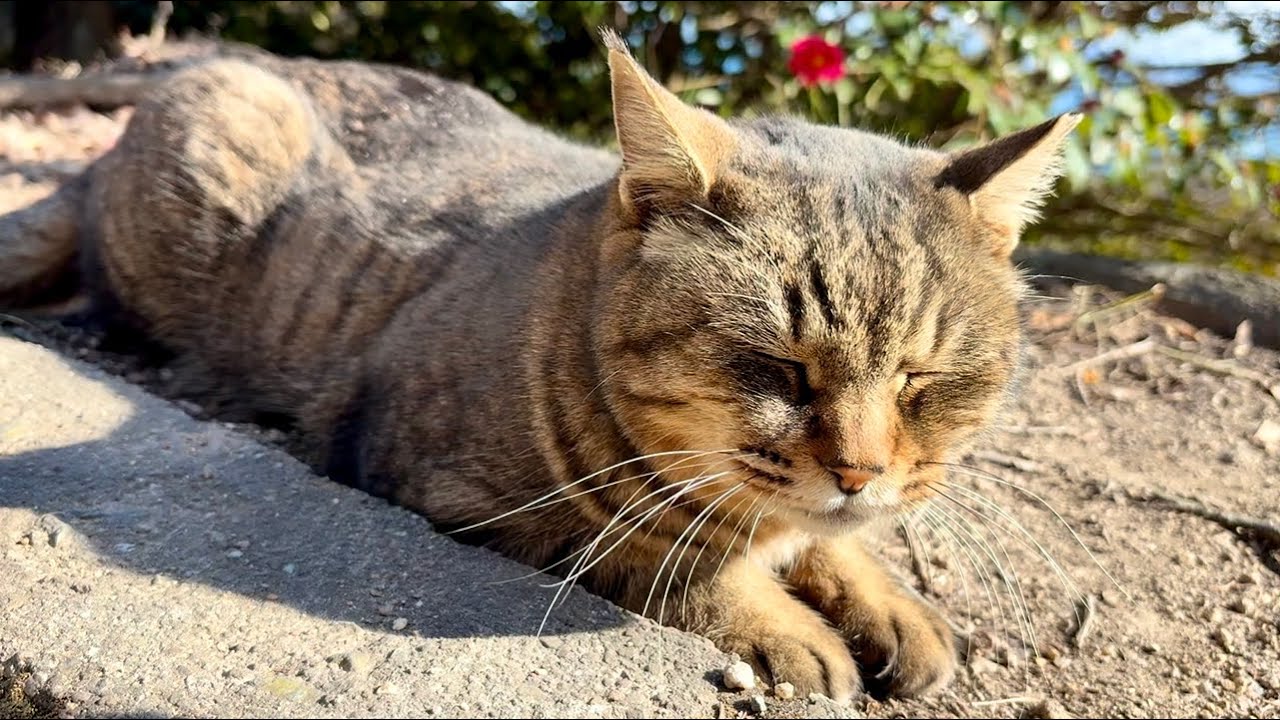女子キジちゃんの鳴き声で集まった姫たち揃って皆んなでご飯