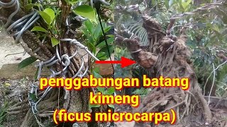 Bahan Bonsai Dari Penggabungan Batang Kimeng (ficus microcarpa)