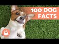 100 facts about dogs that will surprise you  discover them