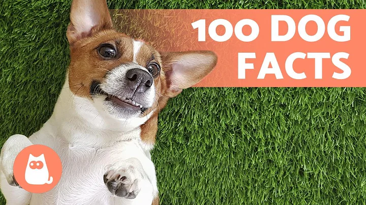 100 FACTS About DOGS That Will Surprise You 🐶🐾 Discover them! - DayDayNews