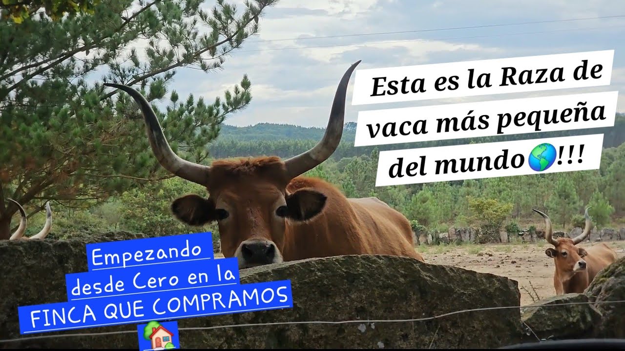 Elegimos está Raza de vaca 🇪🇦 para la finca que compramos EMPEZANDO EN LA GANADERÍA EN ESPAÑA