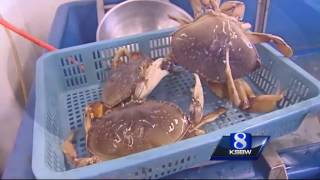 Monterey Bay fisherman report bountiful crab catches