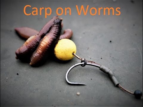How To Tie The Hair Rig (Basic): A Must Know Rig Carp And Catfish