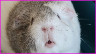 Silly guinea pig sounds