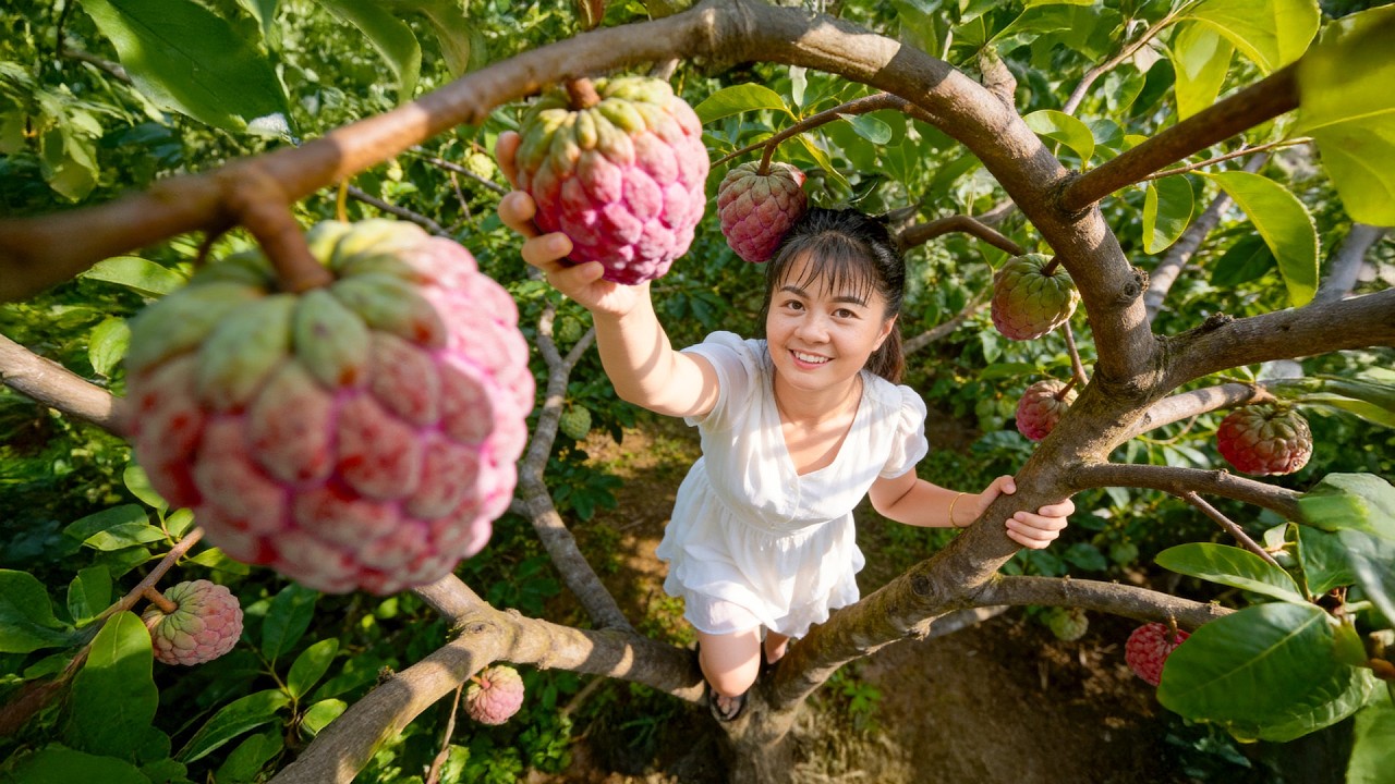 Harvesting Custard Apples – Shaped Like Buddha’s Head & Sweet as Honey | Perfect Day on the Farm