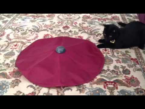 battery-operated-cat-toy