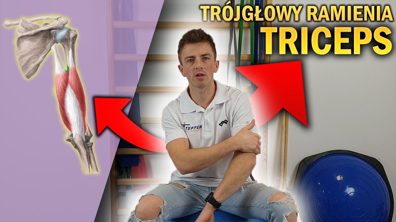MIĘSIEŃ TRÓJGŁOWY RAMIENIA | TRICEPS | ANATOMIA DLA WSZYSTKICH #5 - YouTube