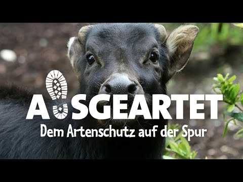 Video: Zoos züchten Erfolge für gefährdete Pandas