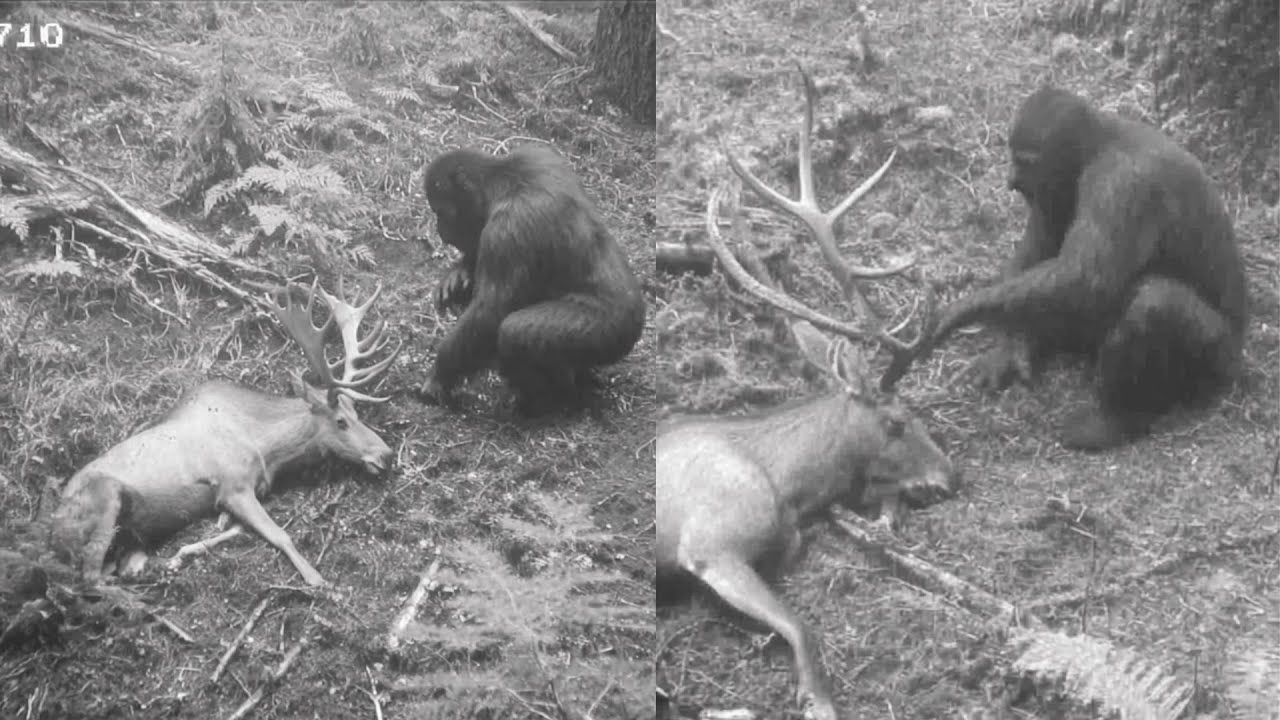 Hunter's Trail Cam Caught BIGFOOT Dismembering Elk - Then It Looked at  Camera! - YouTube