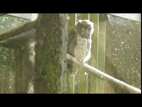 Twycross Zoo - Owls