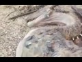 В Китае найдено тело дракона