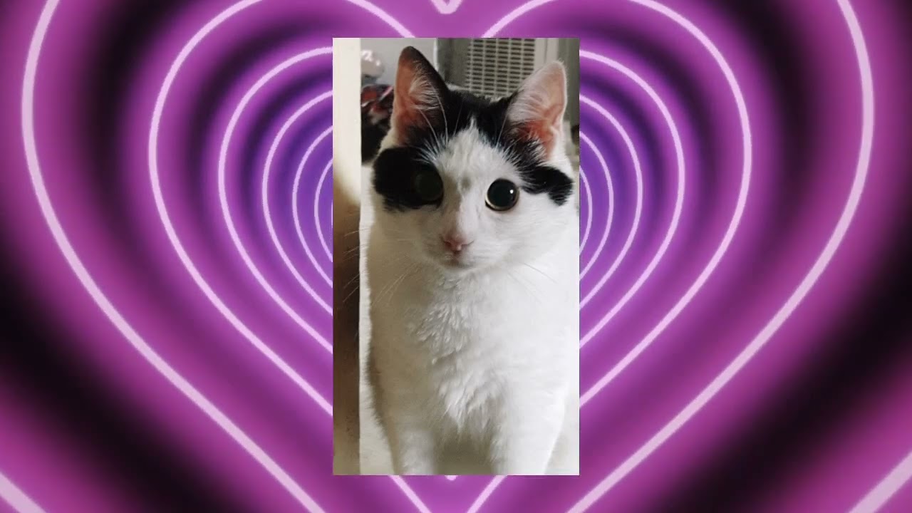 all-about-one-of-my-cats-youtube