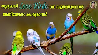How To Pet Love Birds | All about Love Birds |ആദ്യമായി Love Birds നെ വളർത്തുമ്പോൾ അറിയേണ്ട കാര്യങ്ങൾ