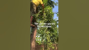 Tầm gửi cây gạo tía khu 1 Hiền quan tam Nông Phú thọ