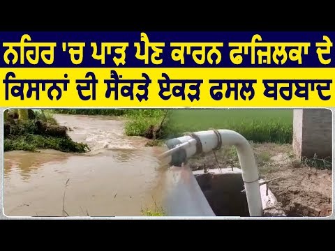 नहर टूटने से Fazilka के Farmers की सैकड़े एकड़ फसल हुई बरबाद