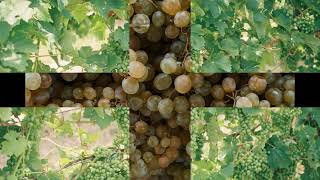 Green Grapes -Grapes | Muscadine Grapes | Wine Grapes | Red Grapes | Grapevines | Champagne Grapes