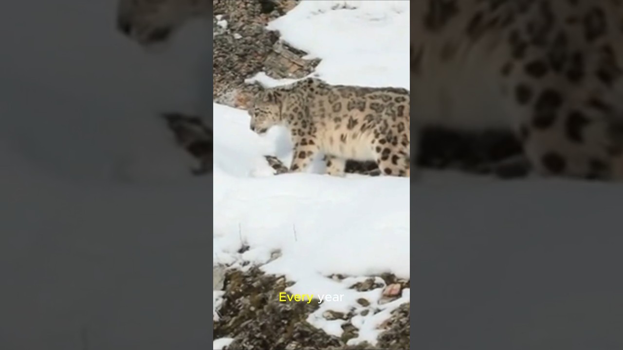 Saving the Rarest Species: Global Conservation Efforts to Protect Earth’s Most Endangered Creatures