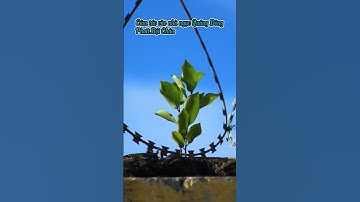 Cảm tác vào nhà ngục Quảng Đông - Phan Bội Châu