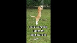 Cats Doing Big Jumps for Bugs Outside Part 2 #shorts