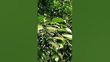 Weeping fig / Is it a fig tree?