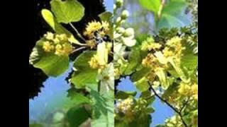 Aurel Tamas-Floare de malin.mpg