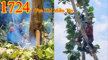 Cây Sakê cỡ nào mà 4 người của nhóm Vua Khỉ Miền Tây cùng nhau cưa hạ ? Cutting tree
