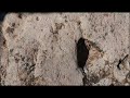 دعسة قدم كعب قدم رأس ثور بومة مدافن كهنوتية تكنيزية دعسة قدم كعب قدم رأس ثور بومة مدافن كهنوتية تكنيزية
