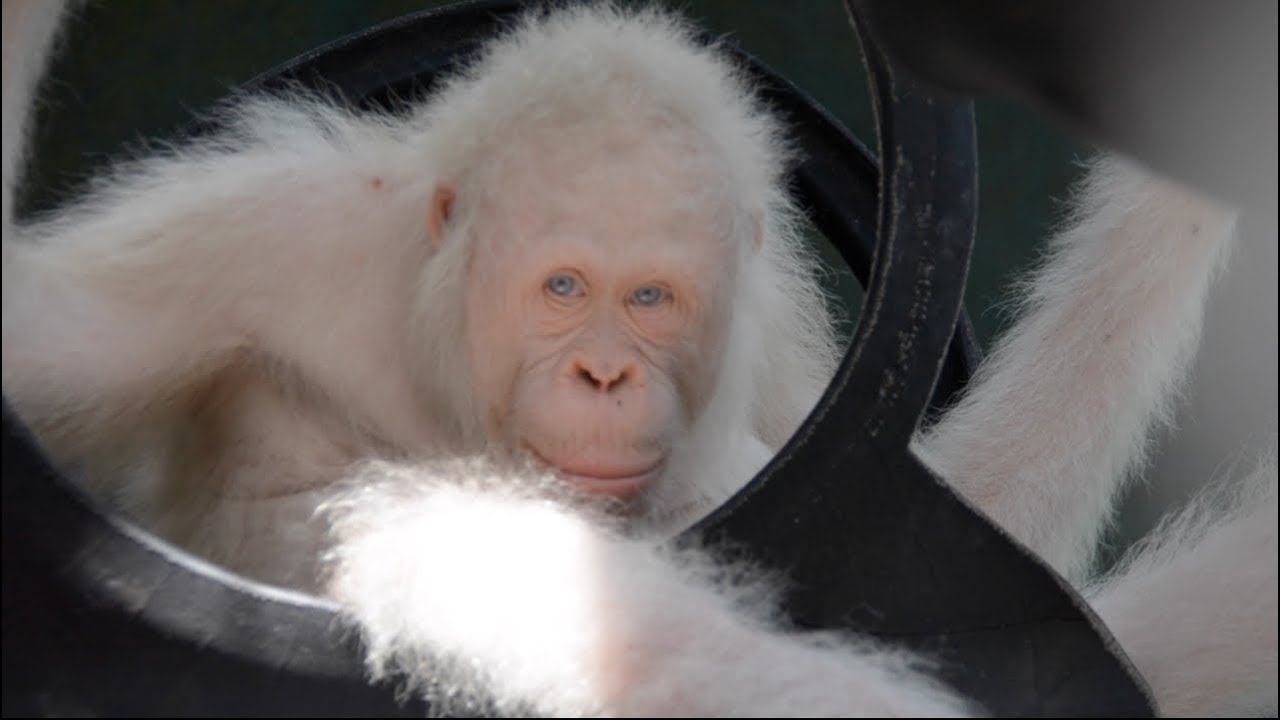 People built a whole island to protect the rarest of rare creatures — an albino  orangutan – The Denver Post