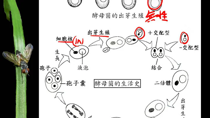 10402 4 05真菌的繁殖 酵母菌一廉 - 天天要聞