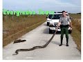 Национальный парк Флориды Everglades Tours. Посмотрите наверное интересно.