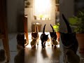 The cutest bodyguard team in history has officially been formed! #shorts #cat #chicks