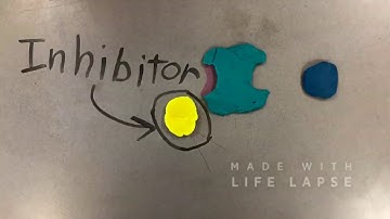3.2 Enzyme Stop Motion - Allosteric Inhibition - Lauren and Cass